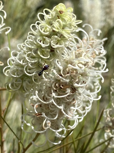 Woolly Cluster Grevillea (Grevillea eriobotrya)
