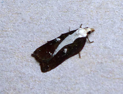 Acleris cristana