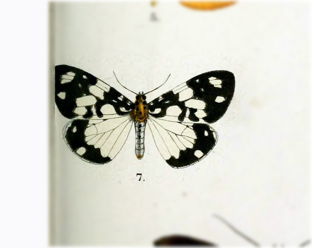 Utetheisa leucospilota