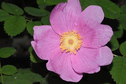Nootka rose (Rosa nutkana)
