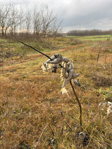 common milkweed