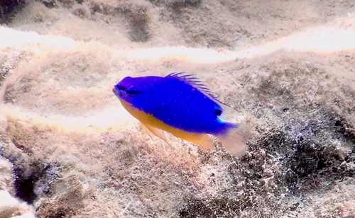 Fiji blue devil (Chrysiptera taupou) — Pomacentridae — 5
