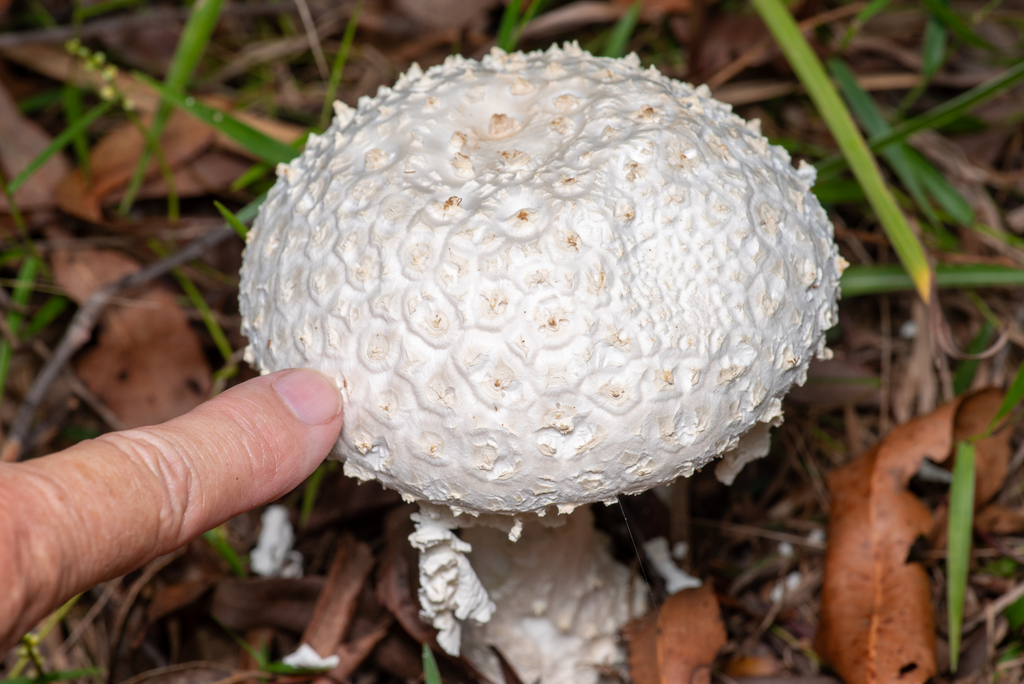 Amanita pyramidifera · January 2026 · photo: © bruce_c (iNaturalist, cc-by)