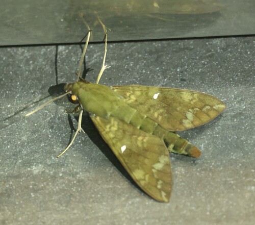 Comma Nephele
