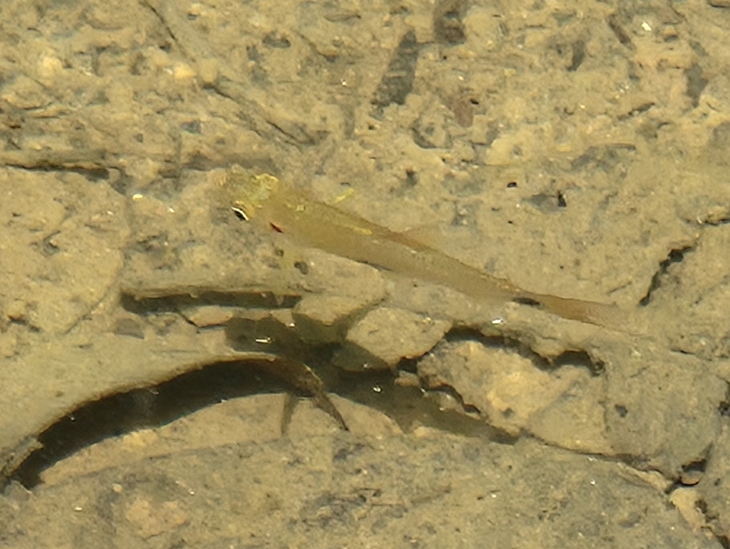 Elegant rasbora (Rasbora elegans) — Cyprinidae