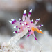 Desirable Flabellina - Photo (c) Mark Rosenstein, some rights reserved (CC BY-NC-SA), uploaded by Mark Rosenstein