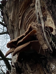 Pleurotus ostreatus