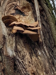 Pleurotus ostreatus