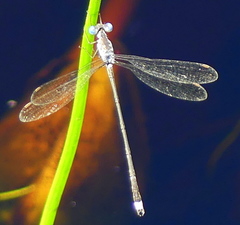 Lestes tridens