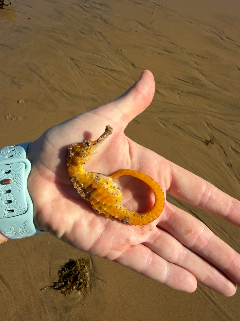 Longnose seahorse (Hippocampus trimaculatus) — Syngnathidae