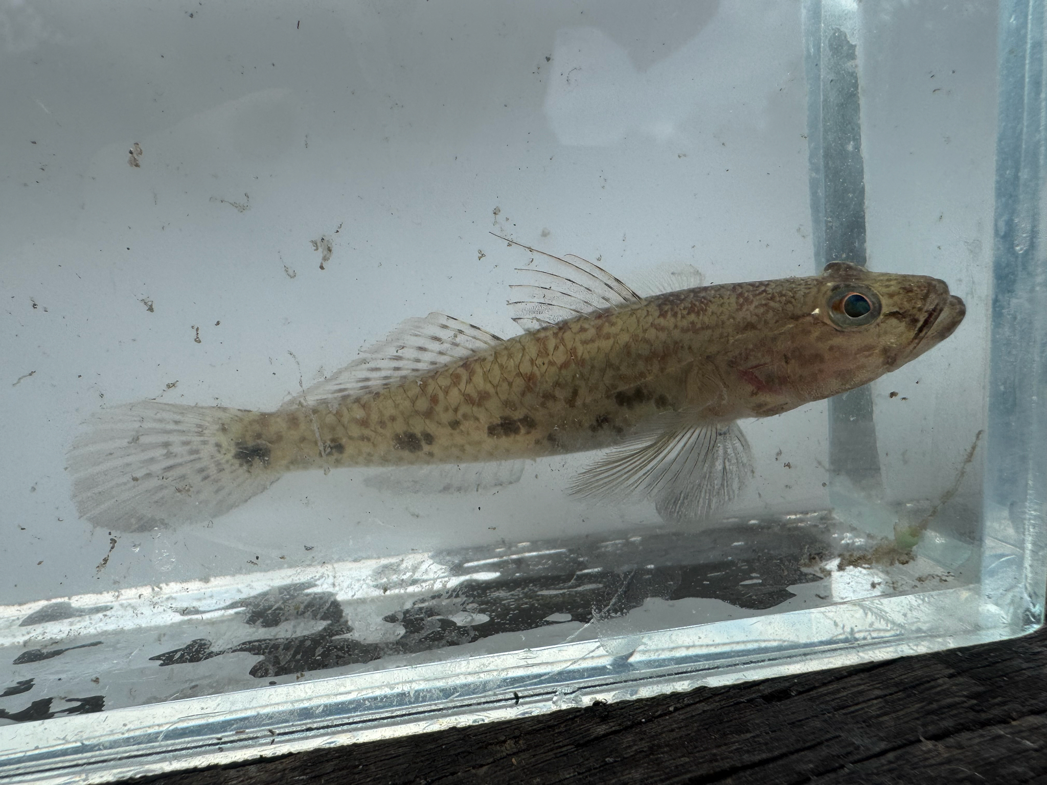 Circumspect Flat-Head Goby photo 3