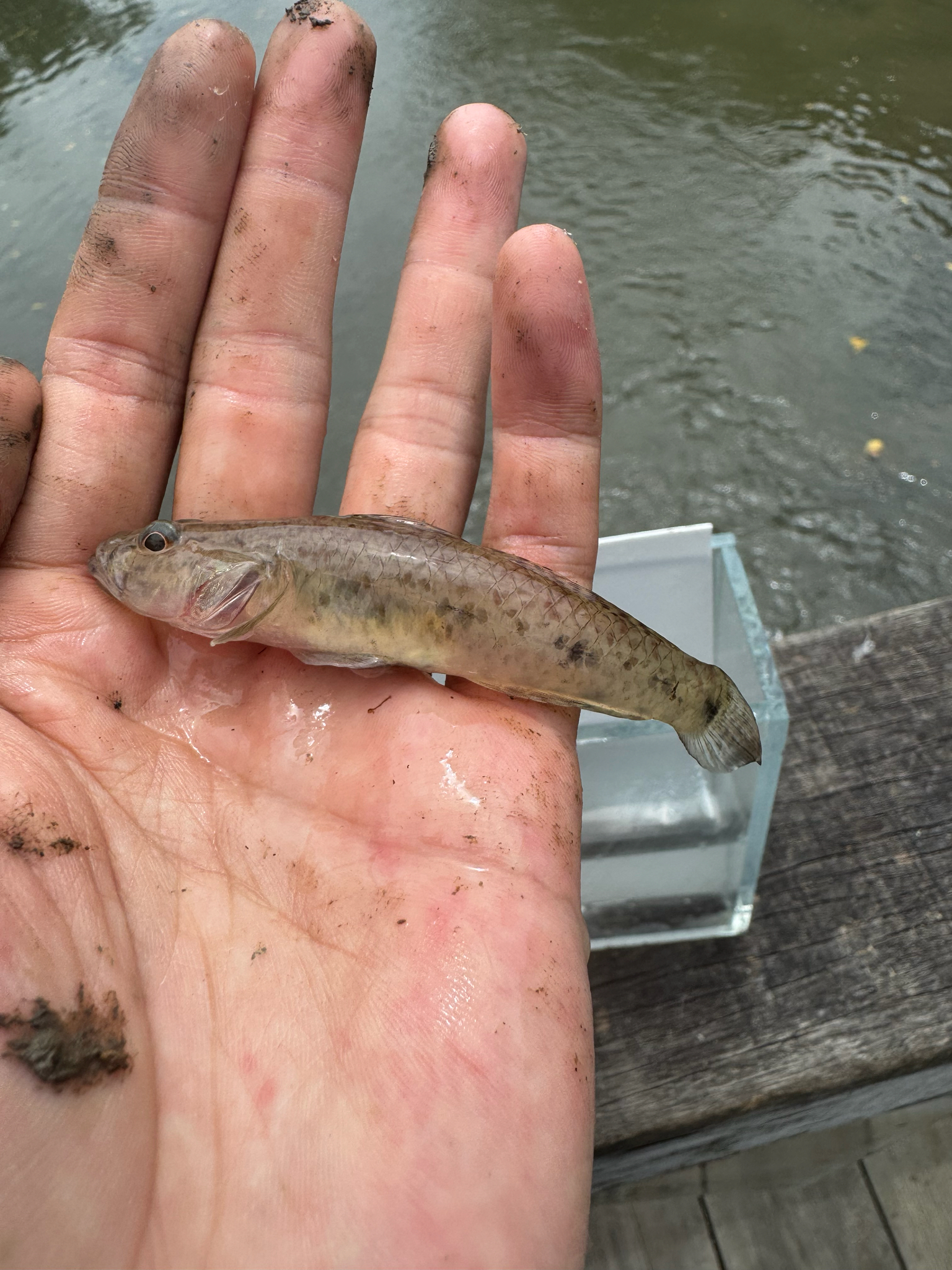 Circumspect Flat-Head Goby photo 4