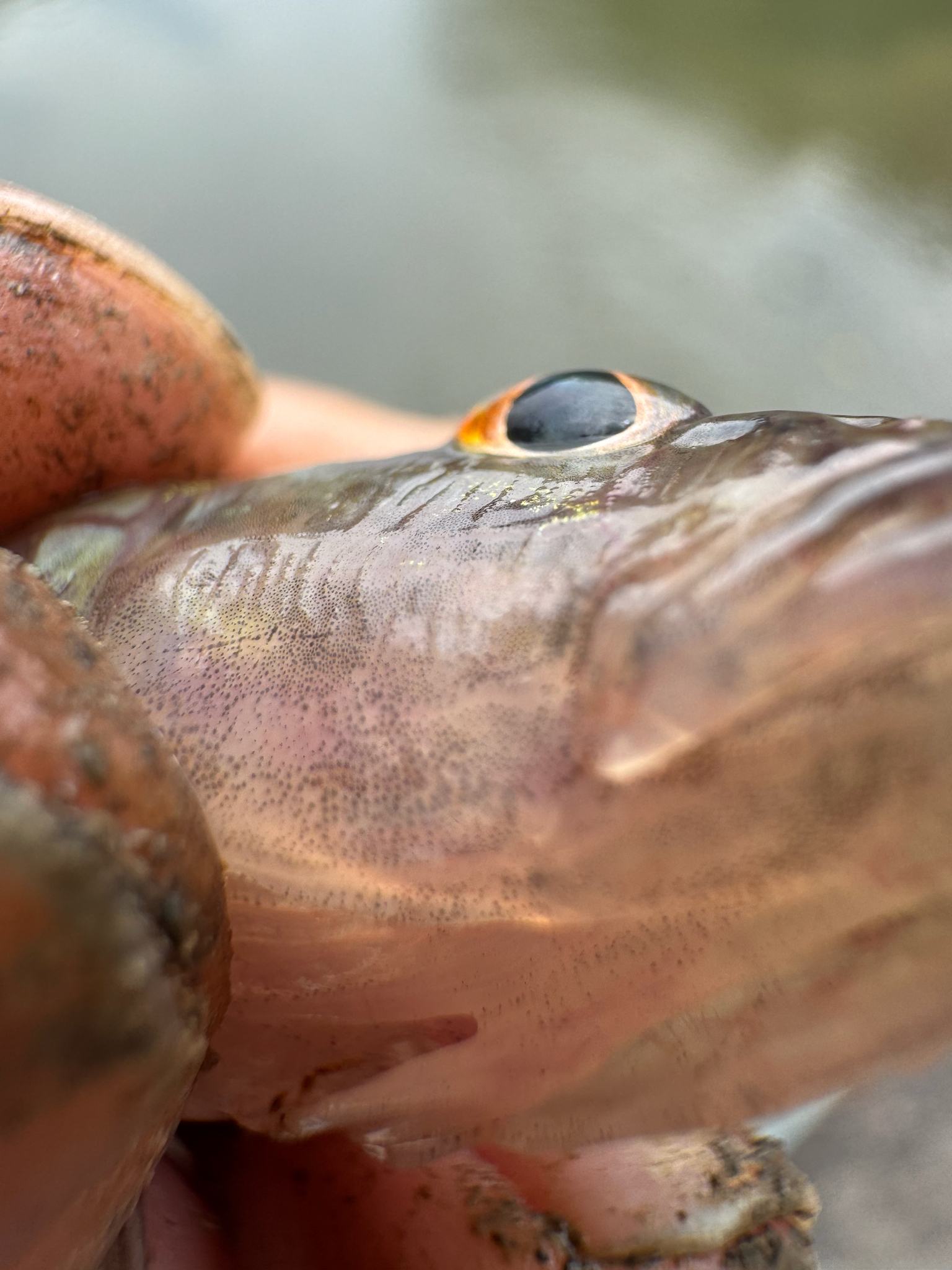 Circumspect Flat-Head Goby photo 5