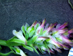 Fumaria densiflora