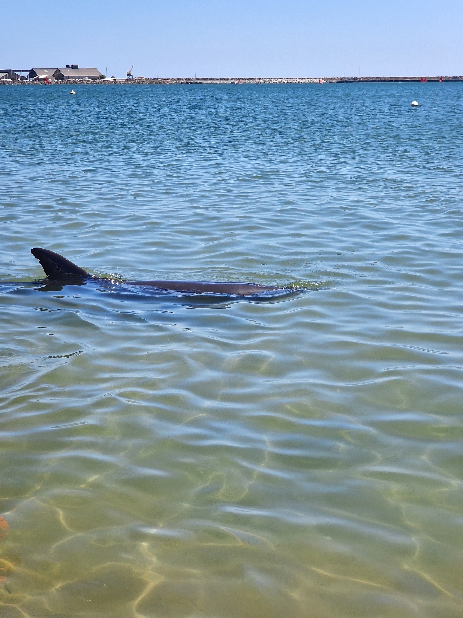 Tursiops aduncus