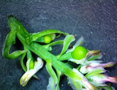 Fumaria densiflora
