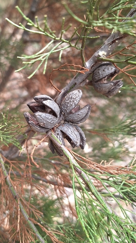 Slender Cypress-pine (Callitris gracilis)