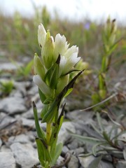 Swertiinae