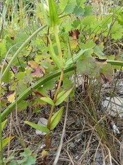 Swertiinae