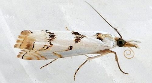 Microcrambus copelandi photo 3