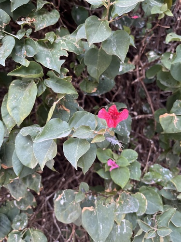 beautiful bougainvillea