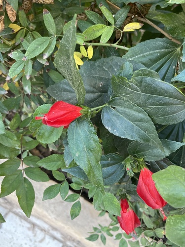 Sleeping Hibiscus