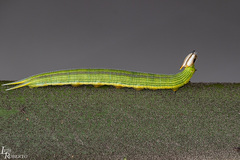 Opsiphanes invirae