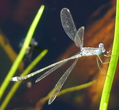 Lestes tridens