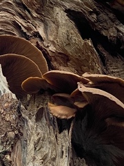 Pleurotus ostreatus
