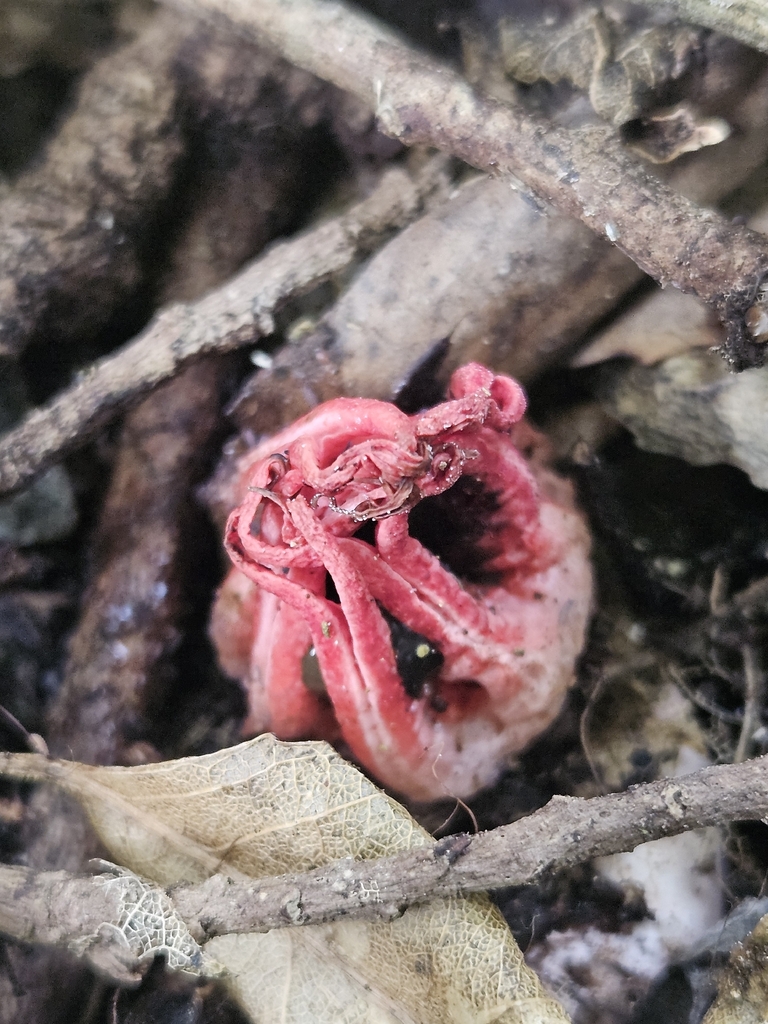 Aseroe rubra · January 2026 · photo: © jacog (iNaturalist, cc0)