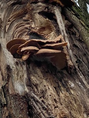 Pleurotus ostreatus