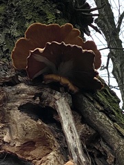 Pleurotus ostreatus