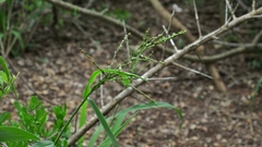 Panicum deustum