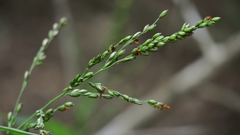 Panicum deustum