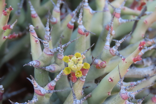 Euphorbia lignosa (Euphorbia lignosa)