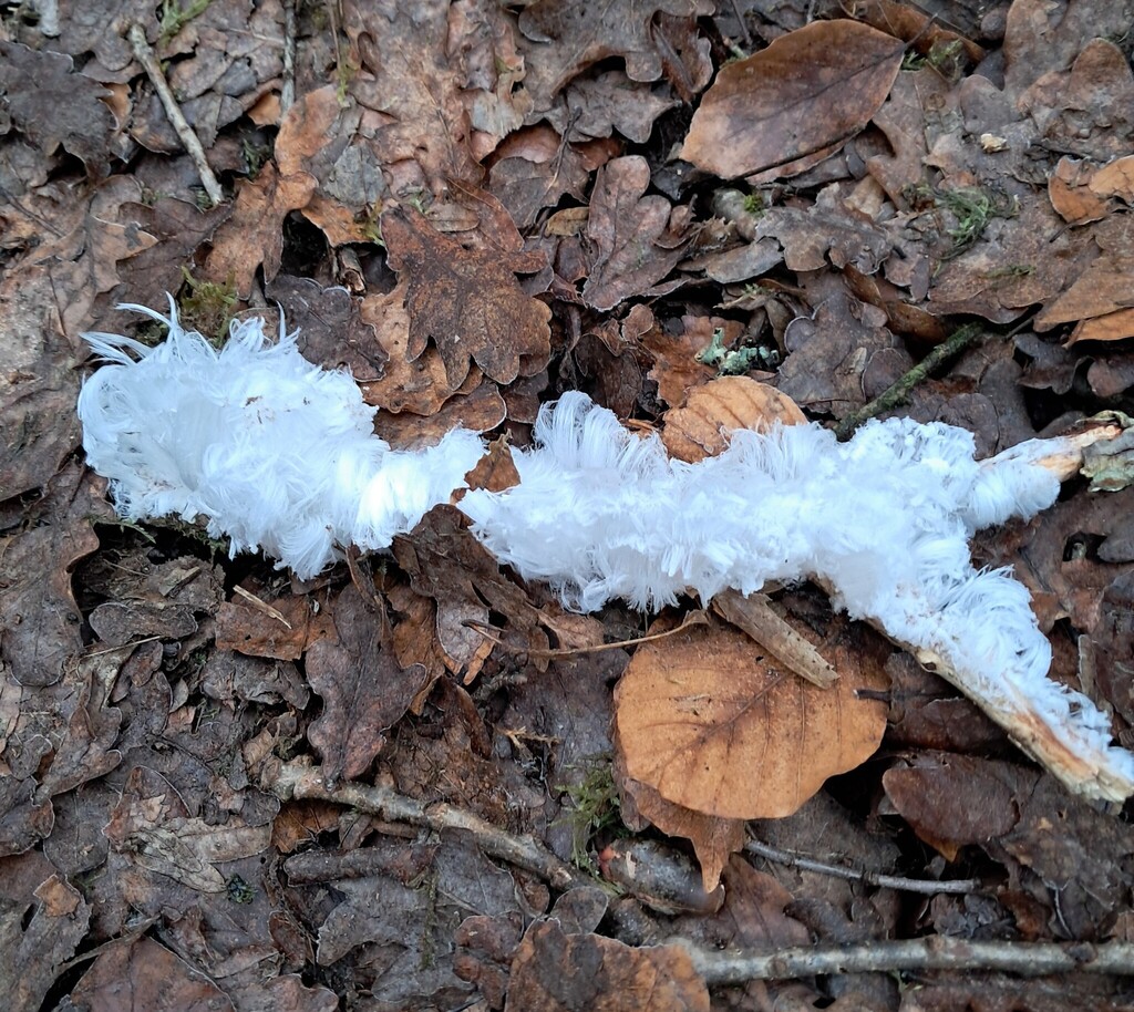 Exidiopsis effusa · January 2026 · photo: © claudeheidt (iNaturalist, cc0)
