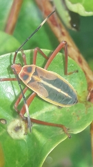 Lucullia flavovittata