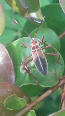 Lucullia flavovittata