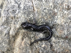 Aneides klamathensis