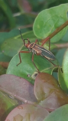 Lucullia flavovittata