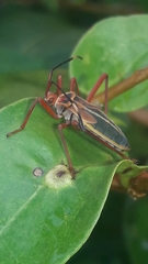 Lucullia flavovittata