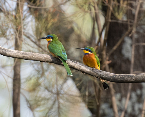 Ethiopian Bee-eater (Merops lafresnayii), photo 9