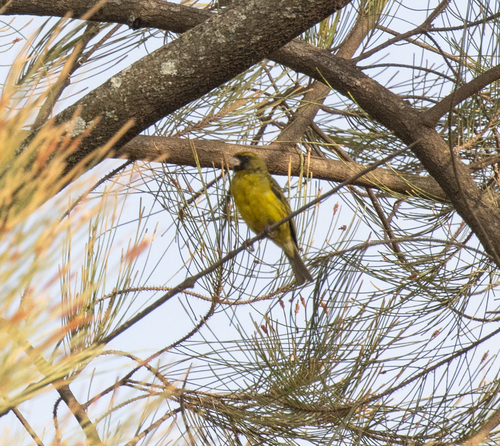 African Citril (Crithagra citrinelloides), photo 1