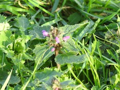 Lamium purpureum