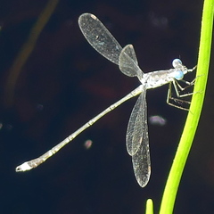 Lestes tridens