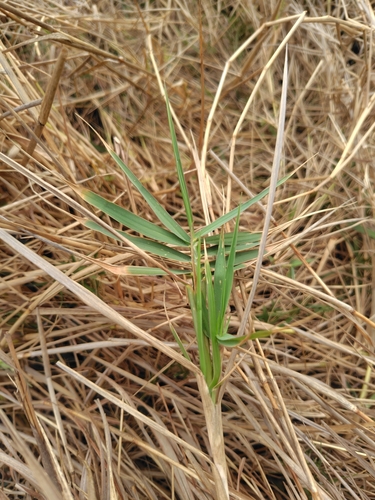 Couch panicum