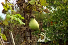 Cucurbitales