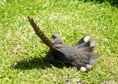 Nesoenas picturatus