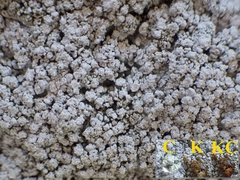 Pertusaria aspergilla