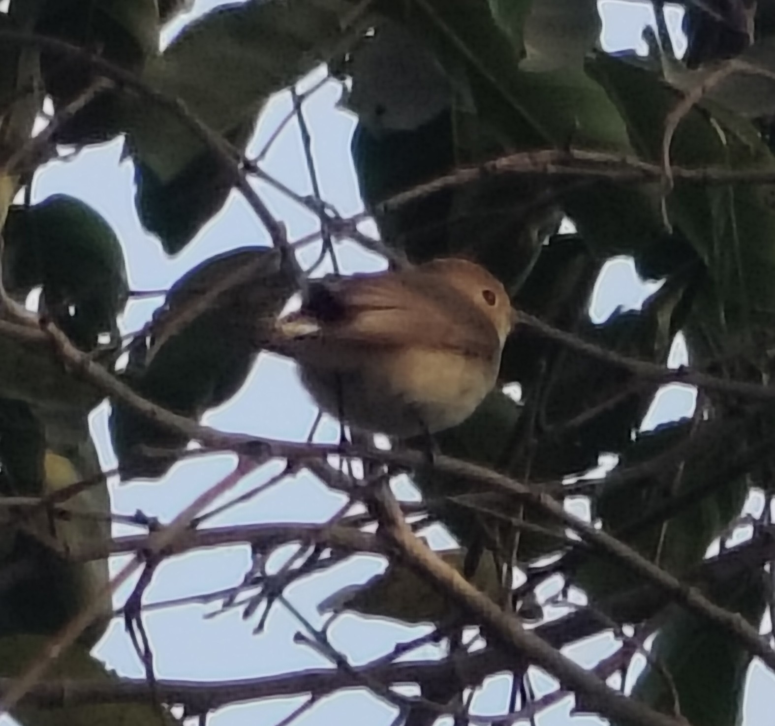 Red-breasted Flycatcher (Ficedula parva), photo 1